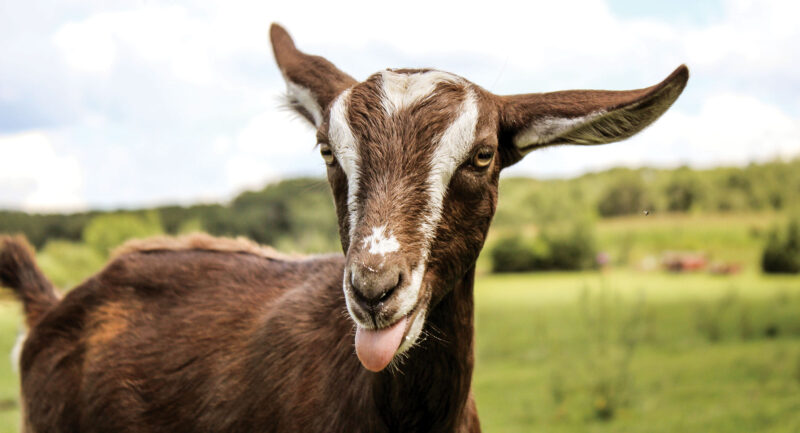 Photos from the Field: Goat Makes a Playful Face